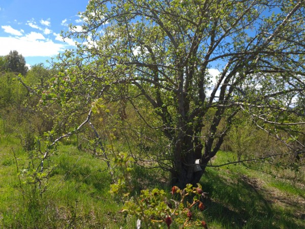 TERRENO EN LA LOCALIDAD DE TREVELIN -CHUBUT-