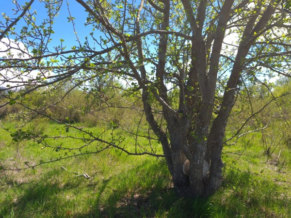 TERRENO EN LA LOCALIDAD DE TREVELIN -CHUBUT-