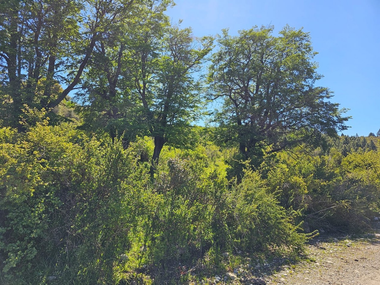 HERMOSO TERRENO EN SECCION LAGO LEZANA CHOLILA CHUBUT