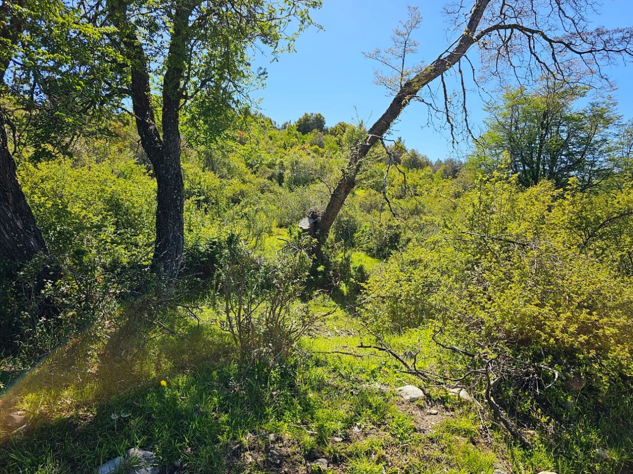 HERMOSO TERRENO EN SECCION LAGO LEZANA CHOLILA CHUBUT