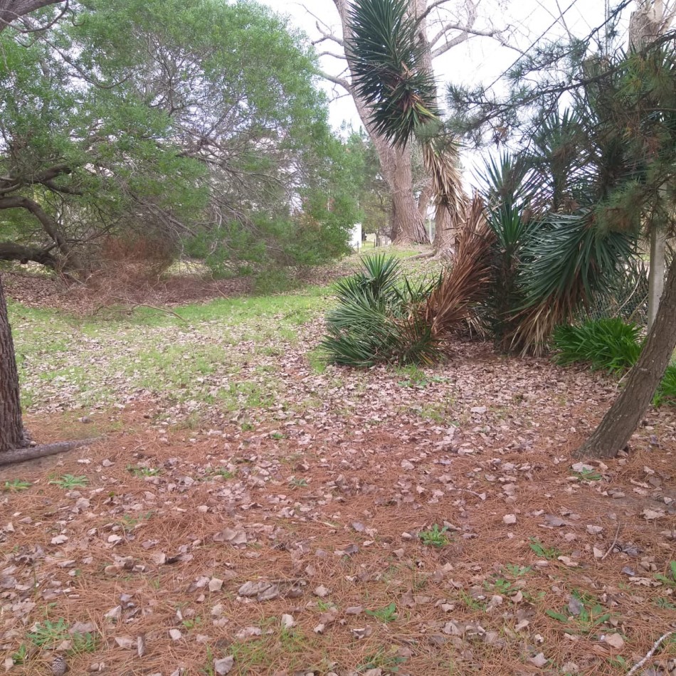 Lote 800 M2 con gran casa al fondo Zona Norte 