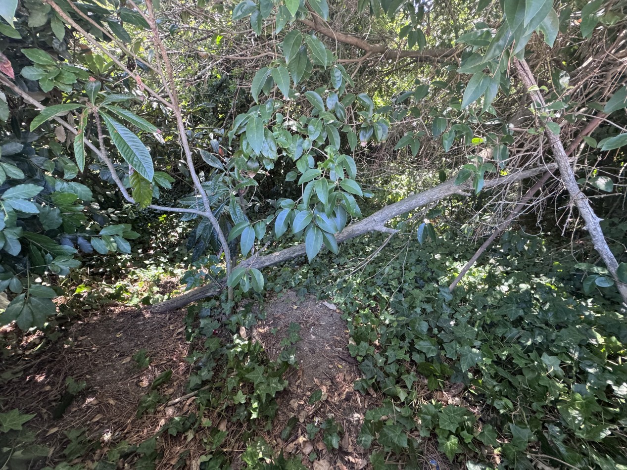 Lote centrico zona Plaza Pereira 