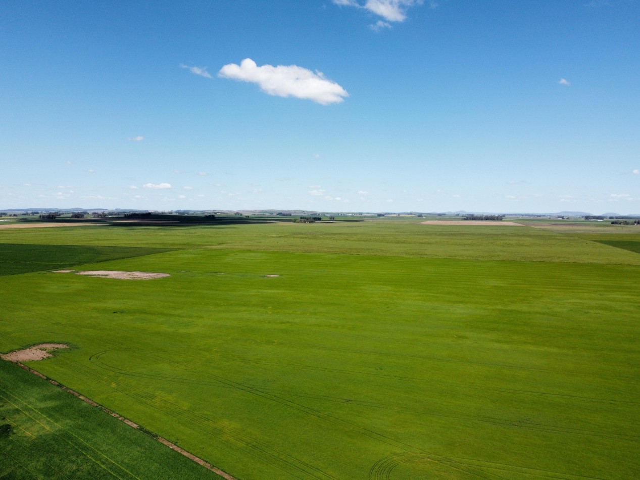 CAMPO LOBERIA  276 Ha 