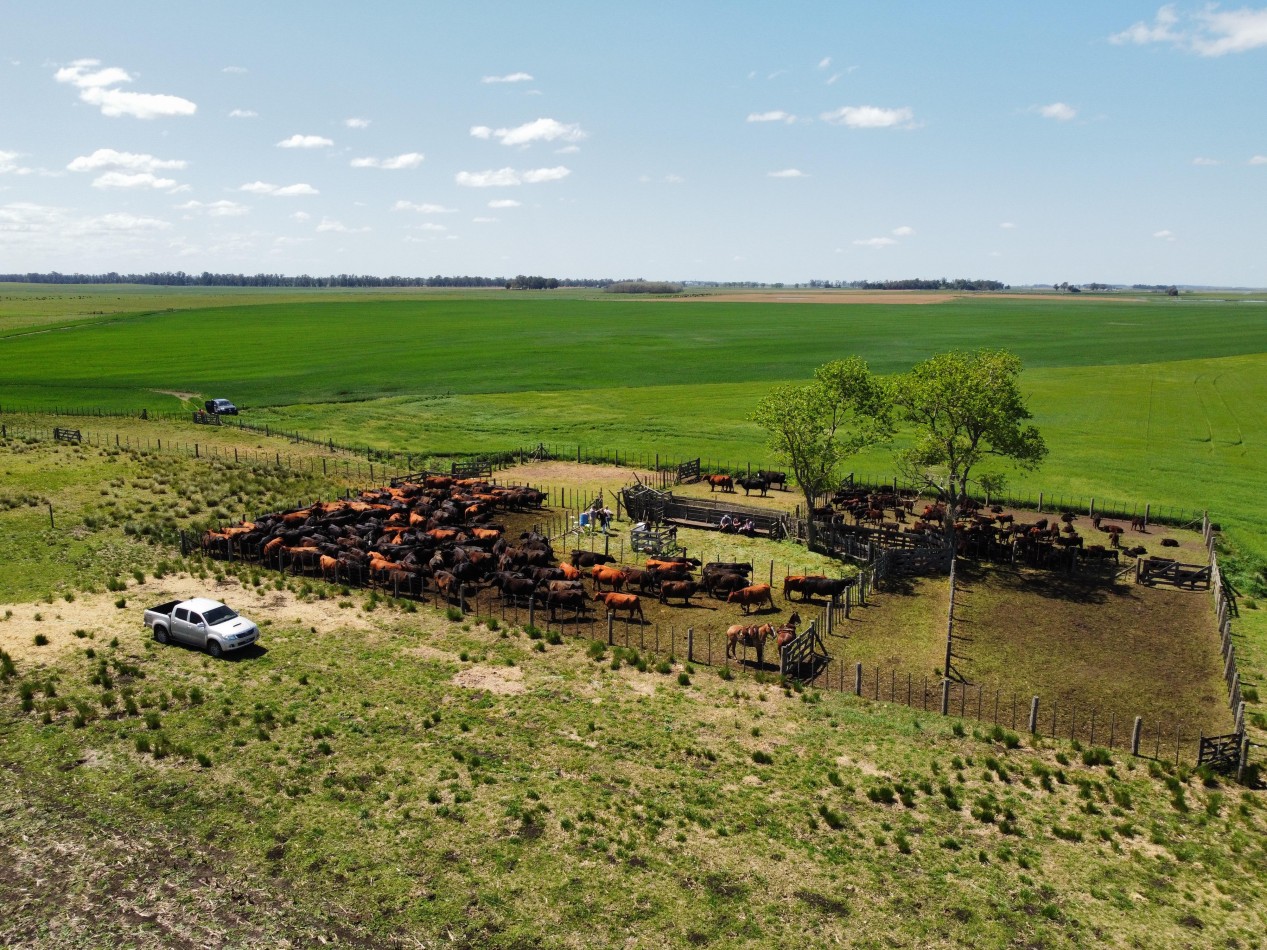 CAMPO LOBERIA  276 Ha 