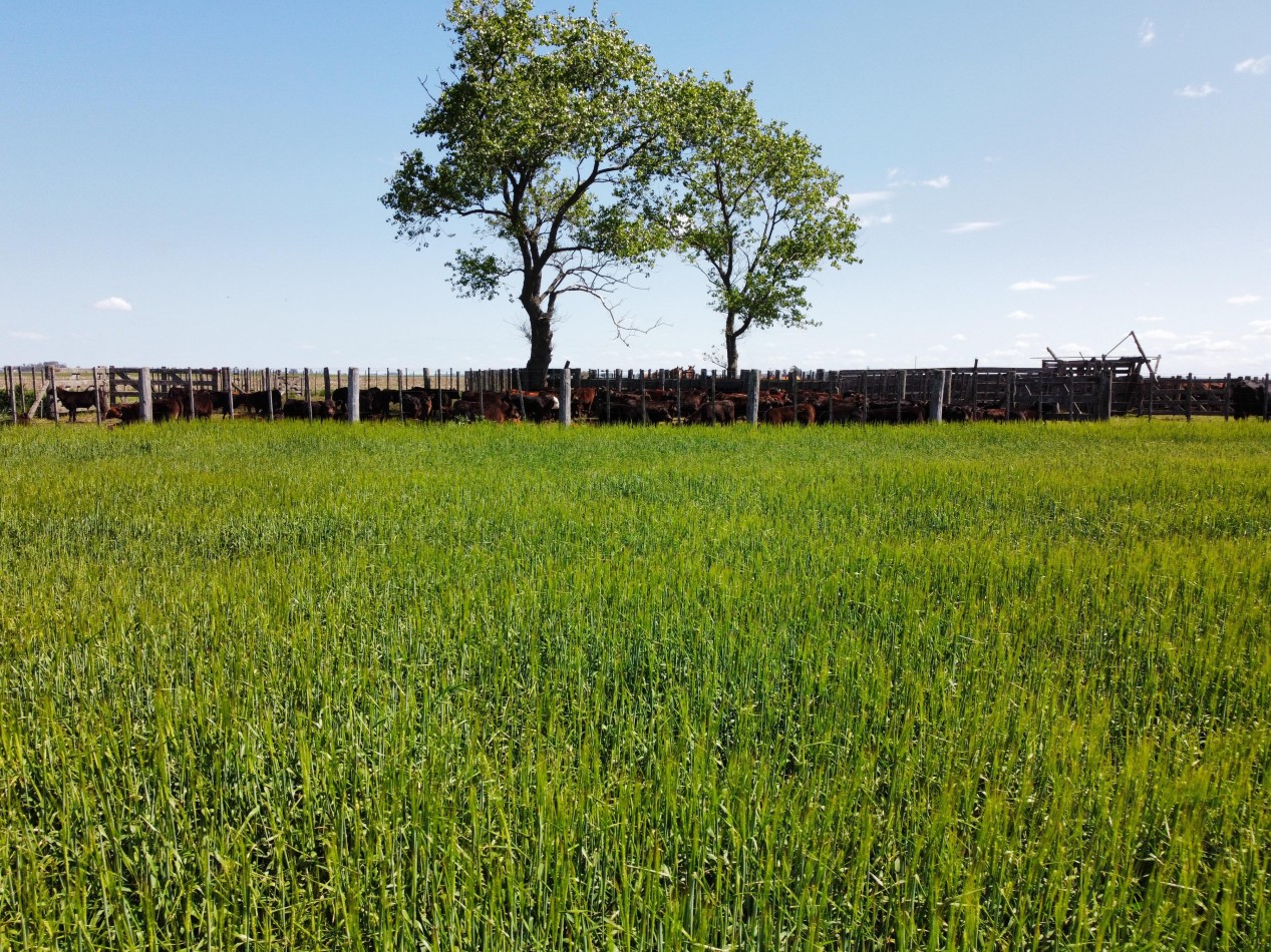 CAMPO LOBERIA  276 Ha 