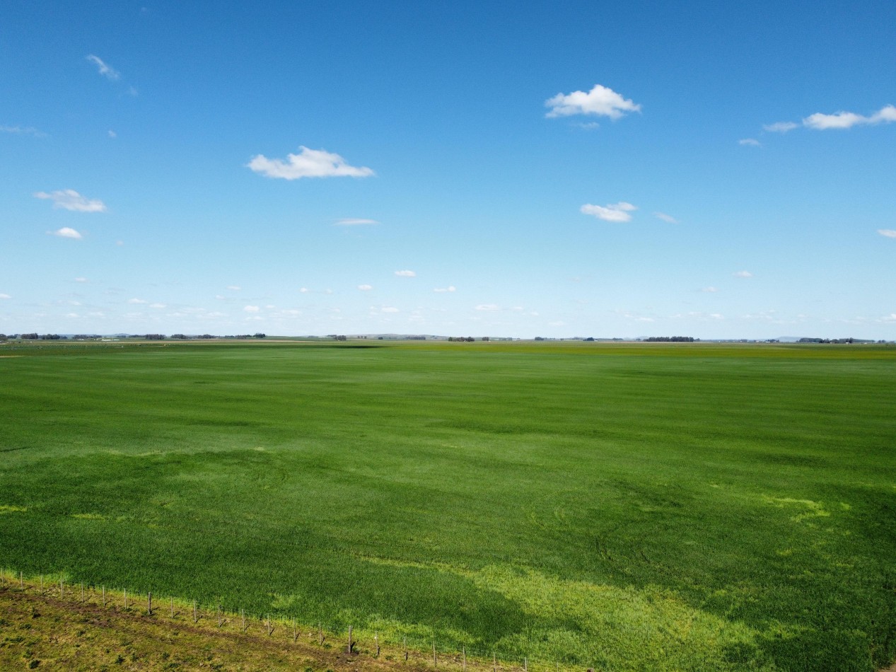 CAMPO LOBERIA  276 Ha 